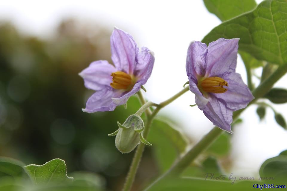 清迈旅游风情_Chiang Mai Travel 清迈旅游风情_Chiang Mai Travel