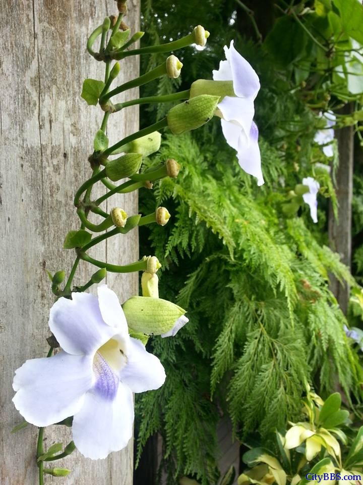 清迈旅游风情_Chiang Mai Travel 清迈旅游风情_Chiang Mai Travel