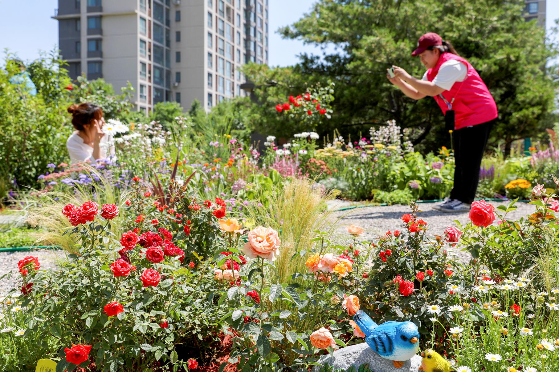 通州紫荆雅园,居民在微花园合影 通州紫荆雅园,居民在微花园合影