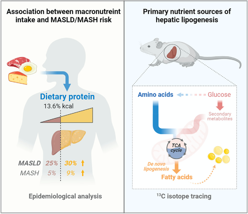 氨基酸在肝脏脂肪生成中的重要作用，并提出了脂肪肝的干预新措施