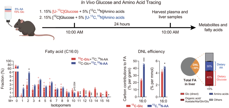在体内,氨基酸也是肝脏脂肪从头合成的主要碳源 在体内,氨基酸也是肝脏脂肪从头合成的主要碳源