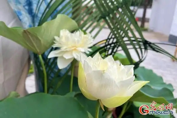 圆明园第三十届荷花节开幕 圆明园第三十届荷花节开幕